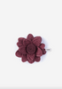 Aster -Wine